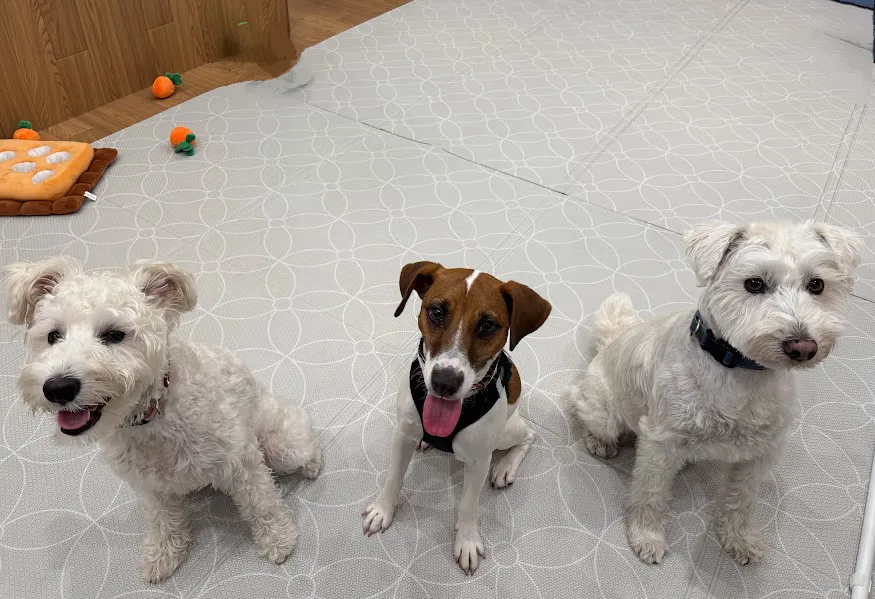 犬の保育園で過ごす3頭の犬たち