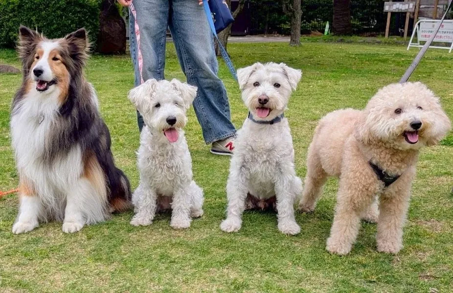 ドッグスクール＆イベントに参加する4頭の犬たち