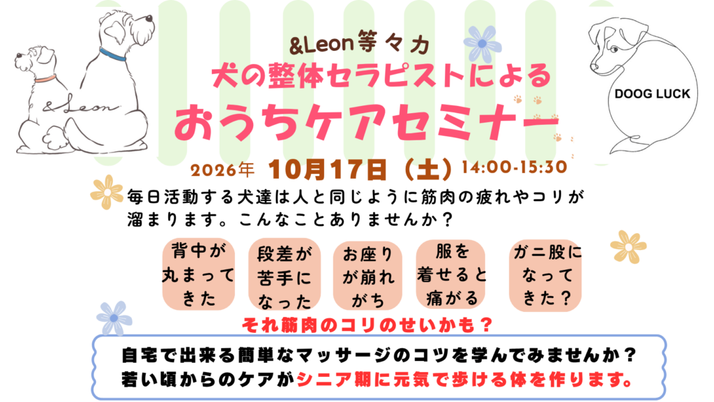 【10/17開催】犬の整体セラピストによるおうちケアセミナー｜　　　愛犬のための簡単マッサージ講座